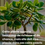 Canicule : cet objet discret à placer au pied des hortensias avant 10 h pour les sauver
