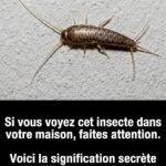 Comment éloigner naturellement les fourmis de votre maison, sans utiliser de produits chimiques