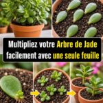 Comment Nettoyer Naturellement les Carreaux de Salle de Bain avec des Ingrédients de la Cuisine