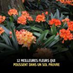 Les bienfaits secrets des feuilles de figuier : une aide naturelle pour le diabète, la digestion et bien plus encore