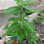 Les chefs connaissent cette astuce pour garder le persil frais pendant des semaines 🌿
