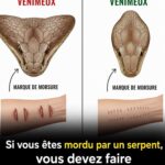 La mûre noire : un petit fruit riche en antioxydants, intéressant pour la santé et le bien-être