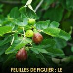 🌱 La digitaire : cette « mauvaise herbe » est bien plus impressionnante qu’on ne le pense