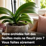 Pourpier : la petite « mauvaise herbe » envahissante qui cache un véritable trésor