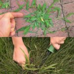 Les bienfaits secrets des feuilles de figuier : une aide naturelle pour le diabète, la digestion et bien plus encore