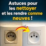 La plante que vous voyez sur l’image est l’une des plantes les plus miraculeuses au monde…