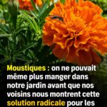 Piqûre de tique : tout ce qu’il faut savoir pour réagir correctement