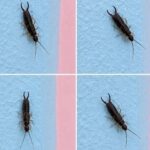 Origan : les vertus surprenantes de cette herbe aromatique pour votre santé