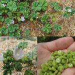 La digitaire : une plante ordinaire du jardin qui présente des avantages inattendus pour la santé