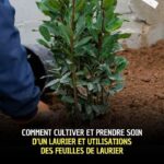Ne jetez plus cet emballage du quotidien : il peut attirer davantage d’oiseaux au jardin