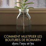 Romarin : les bienfaits insoupçonnés de cette herbe aromatique sur votre santé au quotidien