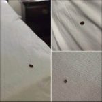 Si votre chat s’approche de votre visage pendant que vous dormez, c’est qu’il se passe quelque chose dans votre vie
